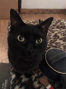 Cat Sitter Macclesfield